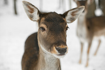 deer in the winter forest