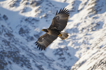 Majestic eagle soaring over snowy mountains, showcasing its powerful wings and grace in flight. stunning display of nature beauty and wildlife
