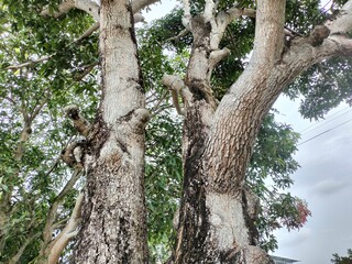 center view of sturdy two manggo tree in a yard