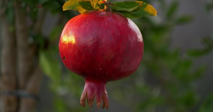 Orchard - pomegranate . Tree with one pomegranate.