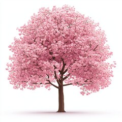 cherry tree on a white background