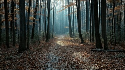 Obraz premium In a serene woodland, a winding path is revealed, covered in fallen leaves, as gentle beams of light break through the towering trees above, evoking a sense of peace.