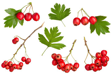 Ripe hawthorn berries and green leaves set isolated on white background