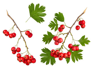Red hawthorn berries on branch with green leaves isolated on white background