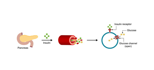 Insulin mechanism of action, regulates glucose metabolism and glucose blood level. Insulin is the key that unlocks glucose channel. Insulin resistance. Vector illustration.