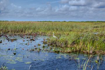 Everglades National Park , Miami , Florida, USA - boat trip
