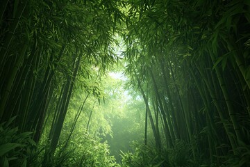 Obraz premium Lush bamboo forest with sunlight filtering through the dense green foliage, creating a serene atmosphere.