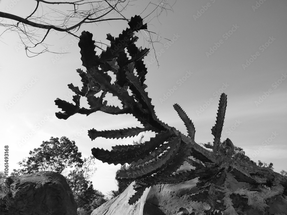 Wall mural close up natural photo of cactus in black and white mode