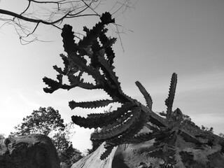 Close up natural photo of Cactus in black and white mode
