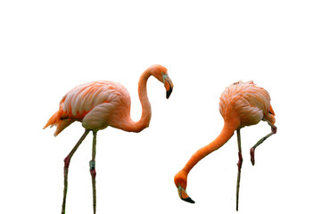 Flamingos