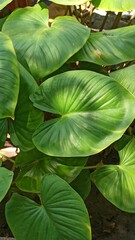 homalomena leaves