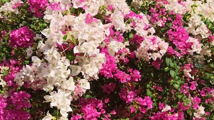 Fototapeta premium beautiful bougainvillea flowers