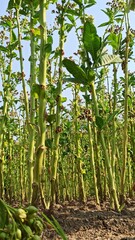 Fototapeta premium Tobacco tree whose leaves have been harvested