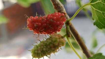 Obraz premium Red Mulberry on tree