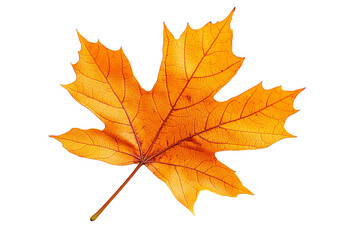 Fototapeta premium Isolated Maple Leaf on Transparent Background