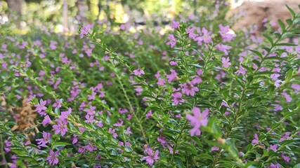 Fototapeta premium Cuphea hyssopifolia