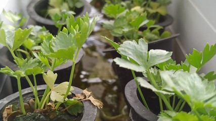 Planting celery with rockwool media in a hydroponic system