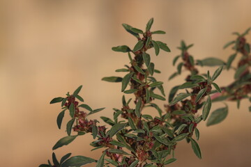 Amaranthus blitoides or mat amaranth is a glabrous annual plants species