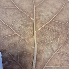 close up of leaf