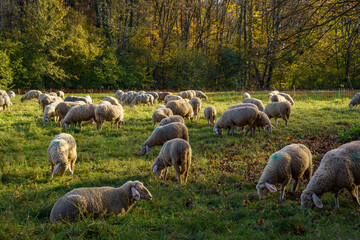 Flock of sheep on a meadow in the English Garden in Munich. Idyllic scene, trees with beautifully colored autumn leaves in the background. Play of light and shadow