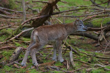 cute brown baby wild sheep bites on a branch in the forest wildlife animal dead wood