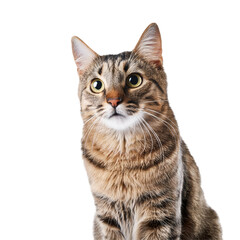 Fototapeta premium Cat - Looking Curiously, Funny, Scared - Sitting or Standing on White Background / Transparent - Ginger, Tabby, White, Black - Beautiful and Cute Cat Breed - European Shorthair