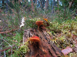 orange lactarius deliciosus on a rotten wooden branch with heather and moss