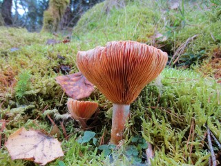 parent and children lactarius deliciosus with little one in the background on green moss in forest 