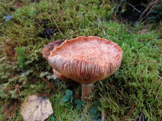 orange-white lactarius deliciosus mushroom with moss closeup 