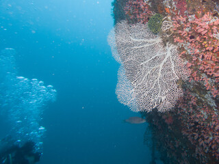 A healthy coral reef with a giant Gorgonian sea fan in clear blue water, Puerto Galera, Philippines. This is in the center of the coral triangle