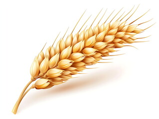 Wheat ear isolated on a white background