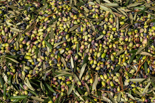 Barna organic olives for the olive oil industry