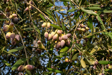 Trees loaded with Barnea type olives during the picking season for organic olive oil