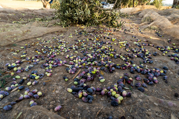 Obraz premium Barna organic olives for the olive oil industry