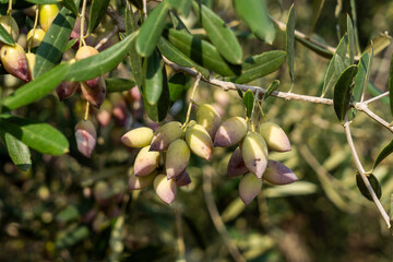 Trees loaded with Barnea type olives during the picking season for organic olive oil