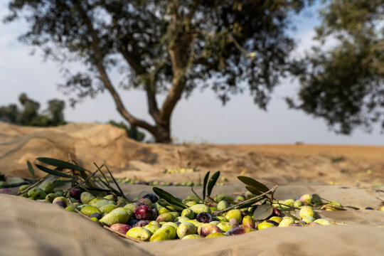 Barna organic olives for the olive oil industry