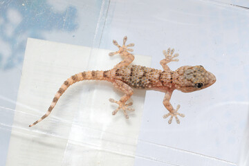 Mediterranean house gecko crawling on plastic surface