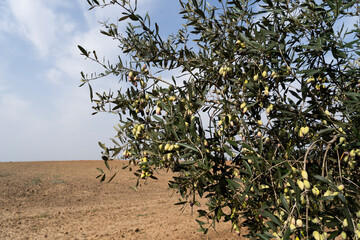 Trees loaded with Barnea type olives during the picking season for organic olive oil