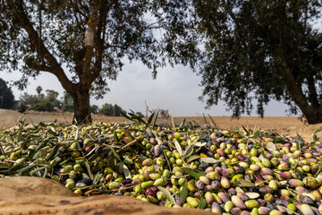 Barnea organic olives for the olive oil industry