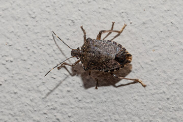 Brown marmorated stink bug crawling on white wall