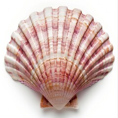 Obraz premium Sea shell seashell seafood clam.