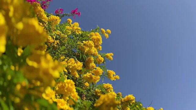 Trumpetbushes yellow flower on blue sky background.