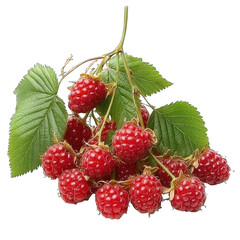 Collection of PNG. A Cluster of Ripe Red Raspberries on a Branch with Green Leaves, isolated on a transparency background.