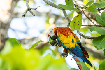 Scarlet macaw ( Ara macao) eating almonds in the wild in Costa Rica © Carlos