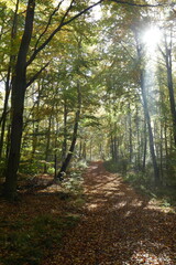 Waldweg im Herbst