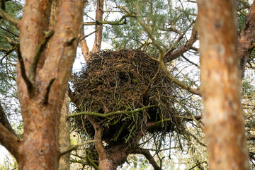 a massive buzzard nest (Cathartes aura) set high amongst woodland fir trees