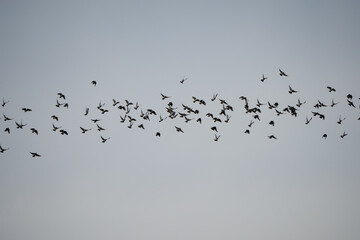 a large flock of wood pigeons (Columba palumbus) in a grey sky