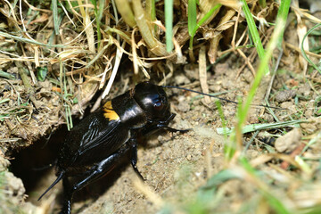 Macrophotography of head of insect field cricket