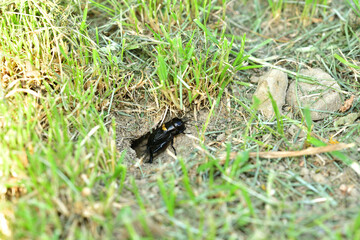 A Gryllus campestris sticks up its black head out of its hole in the ground