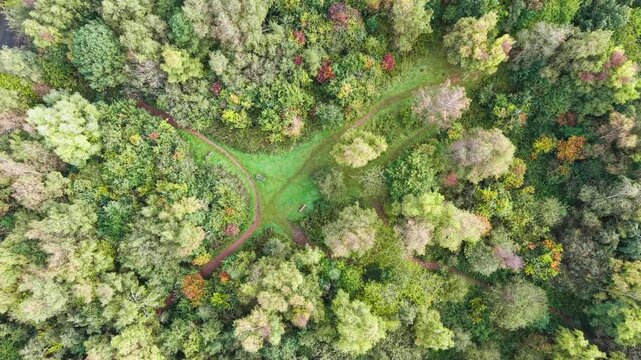 Deciduous trees in a recreation park with English woodland in England